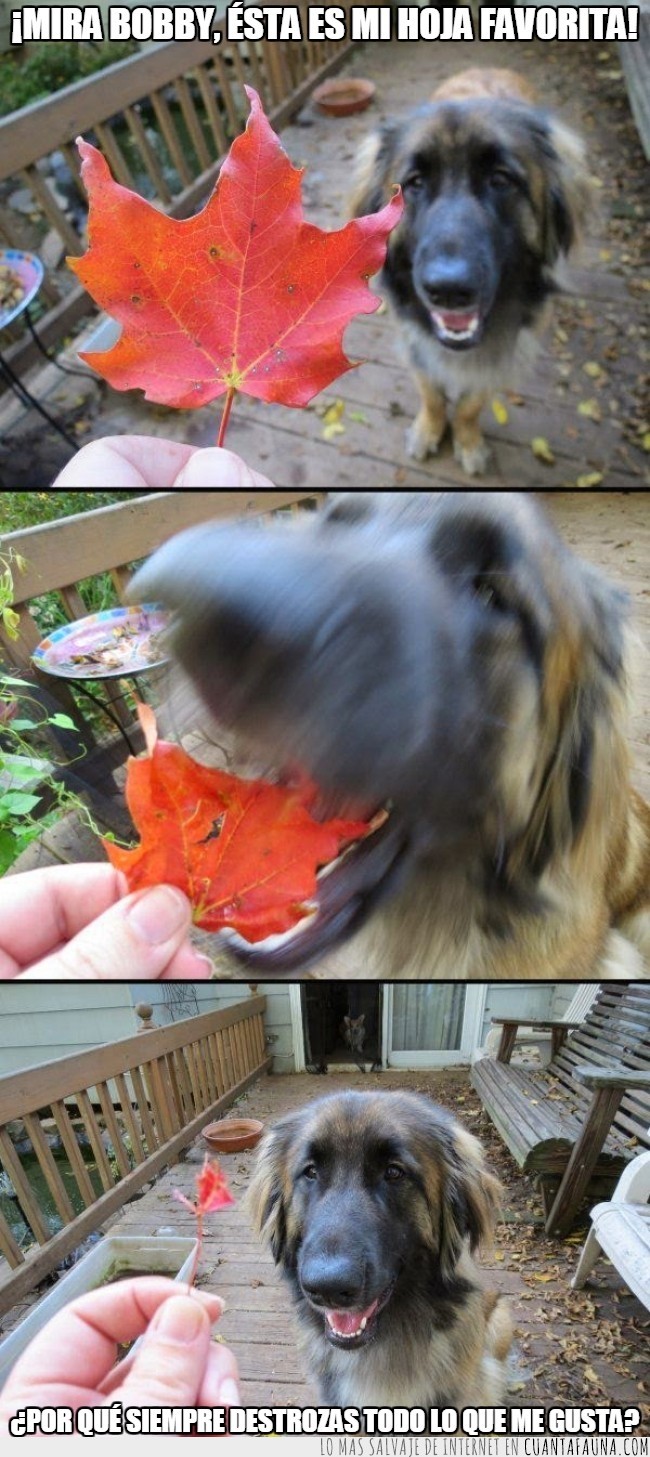 destrozar,hoja,comer,perro,hambriento,devorar,todo lo que me gusta